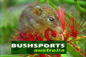 spring adventures for all creatures great and small in Sydney to The Blue Mountains
